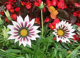 Image result for foto Gazánie