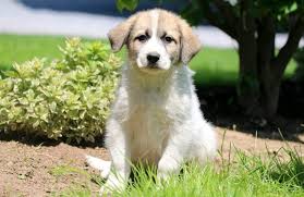 Pyrs have been serving as guardians for their flocks for thousands of years. Great Pyrenees Mix Puppies For Sale Puppy Adoption Keystone Puppies