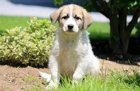 Before purchasing a labrador great pyrenees puppy, you need to be careful in where you will obtain your puppy. Great Pyrenees Mix Puppies For Sale Puppy Adoption Keystone Puppies