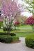 Dwarf Ornamental Trees Zone 5