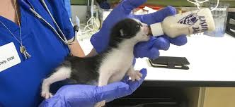 Rapid warming can be fatal. Caring For Newborn Kittens Without A Mother Dovelewis