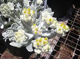 Image result for Pseudognaphalium oligandrum