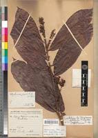 Image result for Strephonema