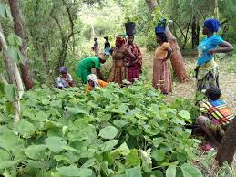 Image result for Afrobrunnichia