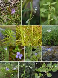 Image result for Bacopa