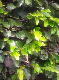 Image result for Erianthemum ngamicum