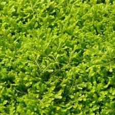 Image result for Selaginella kraussiana
