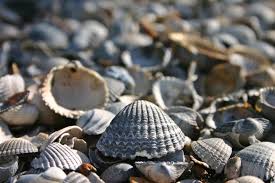 Some people might be surprised to see a texas city on a list of top shelling destinations, but the west end of galveston island is a great place to look for sea treasures. Best Beaches For Seashells In New England New England Today