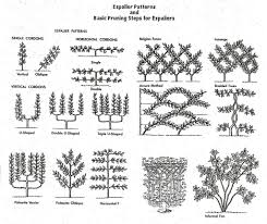 There are few more ornamental ways of covering a good wall or fence than with a fan or espalier fruit tree. Espalier Lane Forest Products