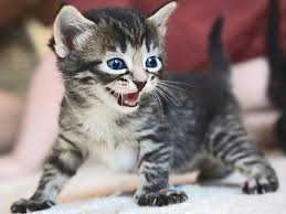 Read more about our clinic here. Cute Pet Names For Your New Animal Friend Pethelpful