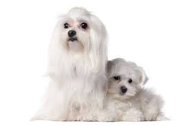 Why buy a maltese puppy for sale if you can adopt and save a life? How Much Is A Maltese Puppy Adult Dog With Calculator Petbudget