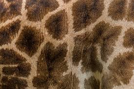 Save 15% with coupon (some sizes/colors) 1 416 Giraffe Skin Texture Photos Free Royalty Free Stock Photos From Dreamstime