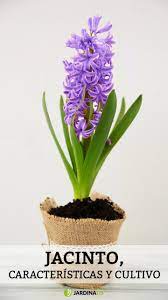 Pin En Fichas De Plantas