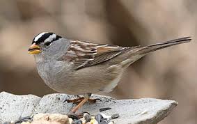 Michigan Bird With Black And White Striped Head White Crowned Sparrow Backyard Birds Sparrow Missouri Birds