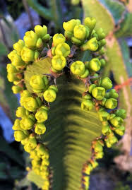 Image result for Euphorbia cooperi