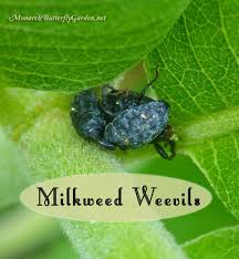 Stop Milkweed Pests From Ruining Milkweed For Monarchs Milkweed Raising Monarch Butterflies Pests