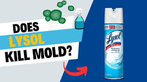 Does Lysol Kill Mold? - Effectiveness, Limitations, And Alternatives