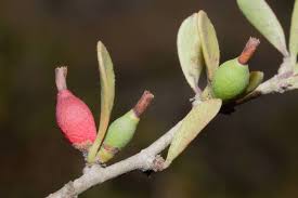 Image result for Actinanthella