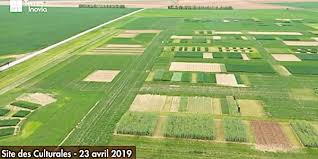 Maladies du blé (triticum spp.). Culturales 2019 Les Lettres De Noblesse De L Agronomie