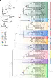 Image result for Lactuca imbricata