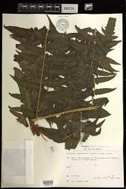 Image result for Blotiella