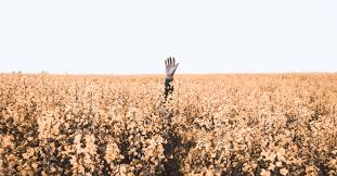 The Biblical Meaning Of You Reap What You Sow
