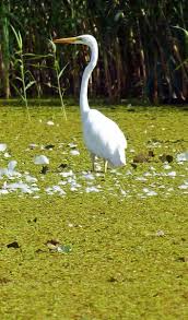 Great Egret Nature Birds Eagle Wings