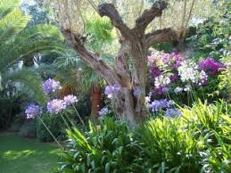 Mediterraneangardensociety Org Agapanthus Blue Giant And A Snowy Owl Bougainvillea Glabra Phoenix Canariensis Washingtonia Filifera Olea Euro Giardino