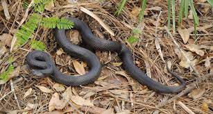 Pituophis Melanoleucus Wikipedia The Free Encyclopedia Pine Snake Snake Pets