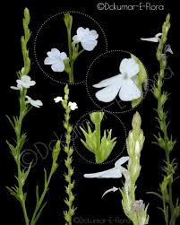 Image result for Butomopsis latifolia