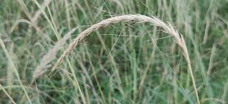 Image result for Andropterum