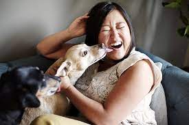 Why Do Dogs Lick You New Scientist