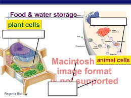 Maybe you would like to learn more about one of these? Cells Cell Organelles Doing Lifes Work Ap Biology