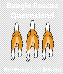 Beagles near los angeles, california. Dog Breed Beagle Puppy Louisiana Catahoula Leopard Dog Adoption Puppy Mammal Animals Carnivoran Png Klipartz