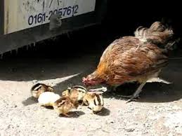 Game hen synonyms, game hen pronunciation, game hen translation, english dictionary definition of game hen. Game Hen And Chicks Youtube