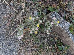 Image result for Helichrysum argyrosphaerum