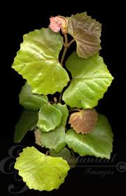 Image result for Rhoicissus tomentosa