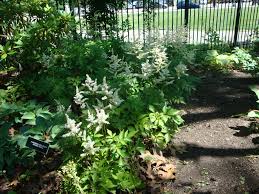We did not find results for: Deer Resistant Shade Perennials For Northern Virginia Revolutionary Gardens