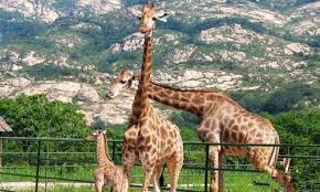 2019国民旅游消费报告 青岛上榜旅游消费20强 qingdao pie chart chart diagram