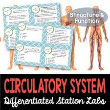 Circulatory System Student Led Station Lab Distance Learning Tpt