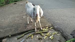 Maybe you would like to learn more about one of these? Apa Sajakah Jenis Makanan Kambing Selain Rumput Yuk Simak Star Farm International