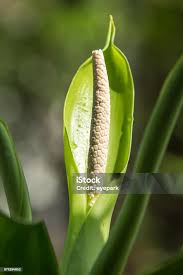 Image result for dieffenbachia flower