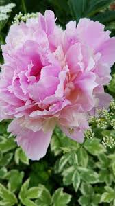 Pin On Dianthus Carnation