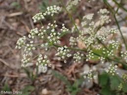 Image result for Pimpinella robynsii