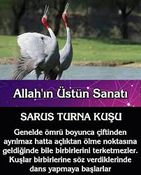 Adnan Oktar Operasyon Adnan Oktar Hapis Kedicikler Operasyon Kedicik Operasyon Kedicikler Hapis Ceylan Ozgul Ingiliz Der Allah Biliyor Muydunuz Hayvanlar