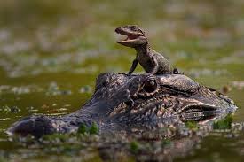 Maybe you would like to learn more about one of these? Massimo A Twitter This Particular Moment When A Baby Alligator Climbed On Its Mother S Head Was Captured At Brazos Bend State Park Texas By Photographer Clayton Bownds Https T Co Hkctskagmt Https T Co Kkojrxrbs8