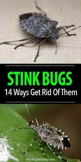 14 Ways How To Get Rid Of Stink Bugs In The Garden Stink Bugs Pest Problem Stink