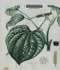 Image result for Piper capense