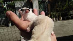 Petisi Sugar Glider Bukan Hewan Di Lindungi Hentikan Pemblokiran Fjb Sugar Glider Di Facebook Change Org