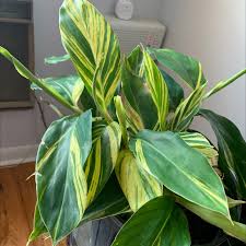 Alpinia Zerumbet Variegated | House Plant | Indoor Plants And Accessories –  House Of Kojo